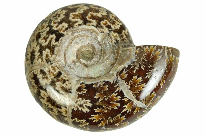 Polished Ammonite (Argonauticeras) Fossil - Madagascar #230139